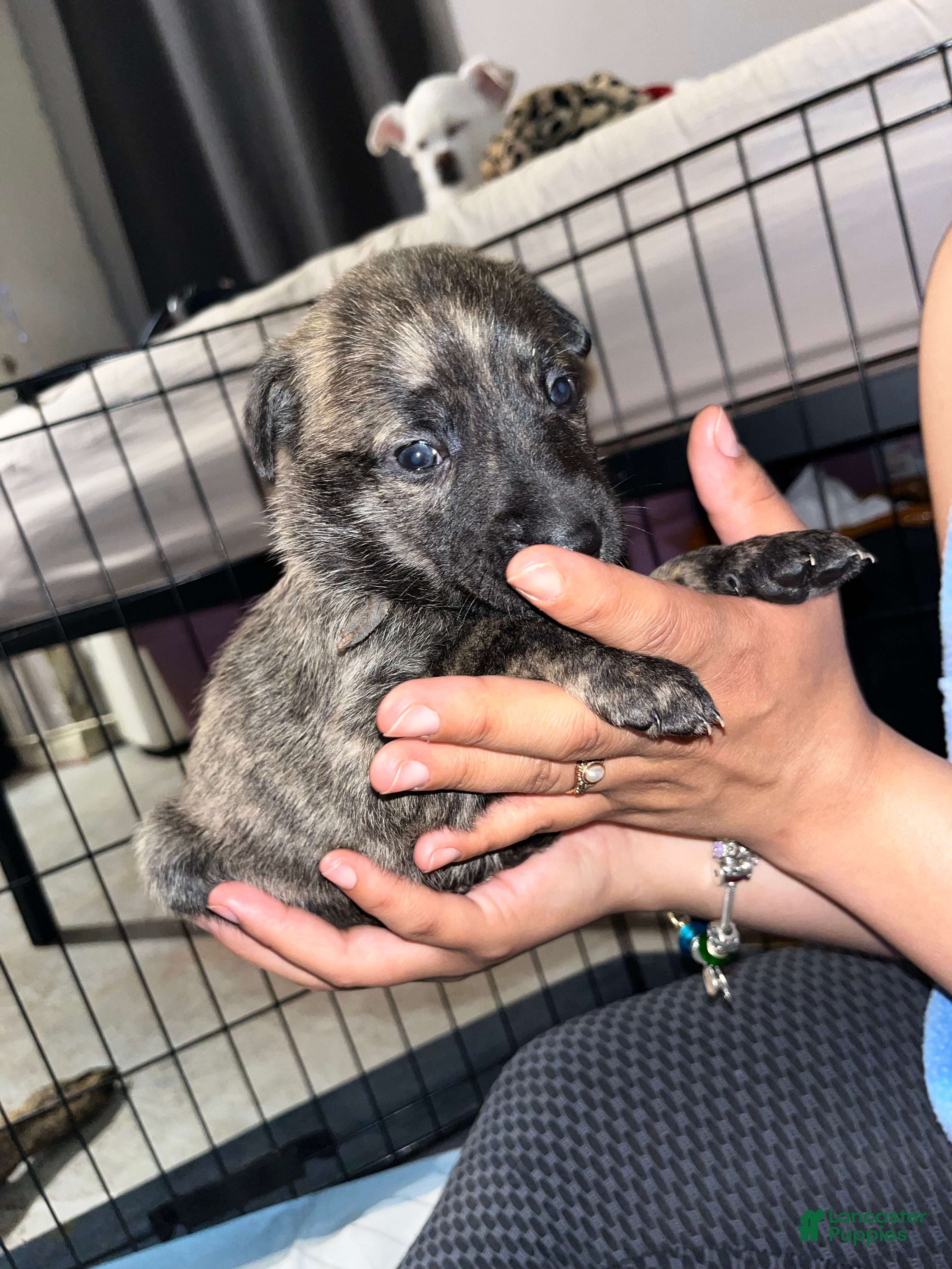 Mixed Breed dogs Grey - Ad 2