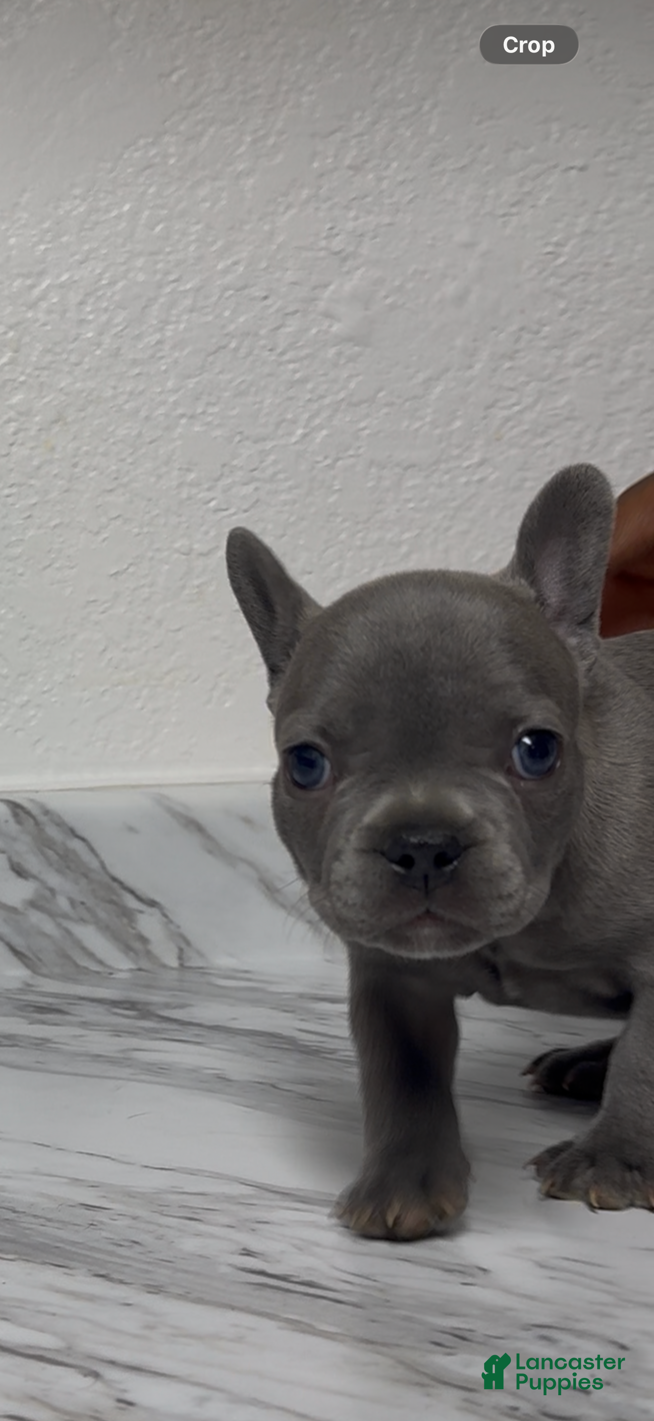 French Bulldog dogs French Bulldog 2 - Ad 25