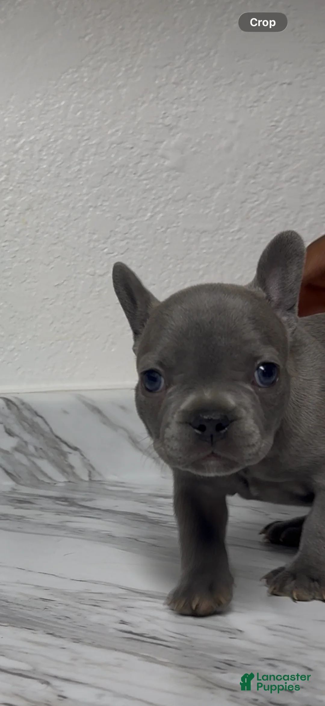 French Bulldog dogs for sale: French Bulldog 2 - Ad 1