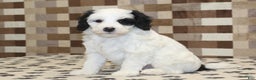 Mini Bernedoodle dogs for sale: AJ - Ad 4