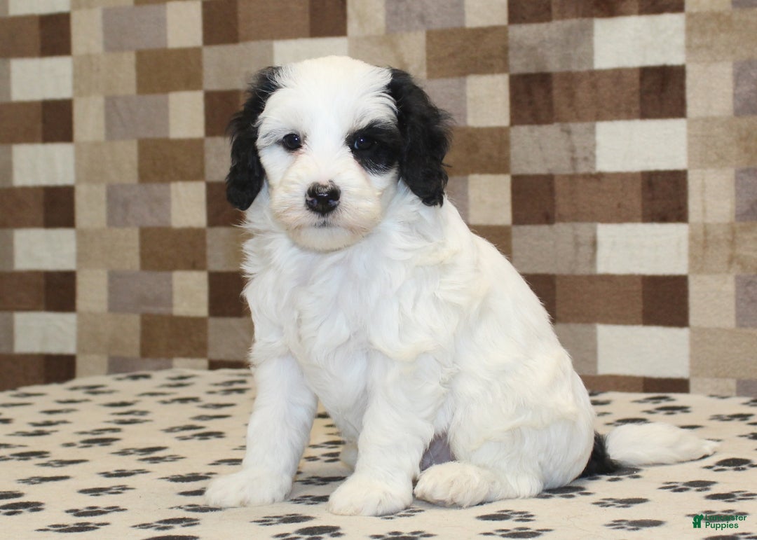 Mini Bernedoodle dogs for sale: AJ - Ad 4