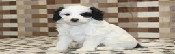 Mini Bernedoodle dogs for sale: AJ - Ad 14