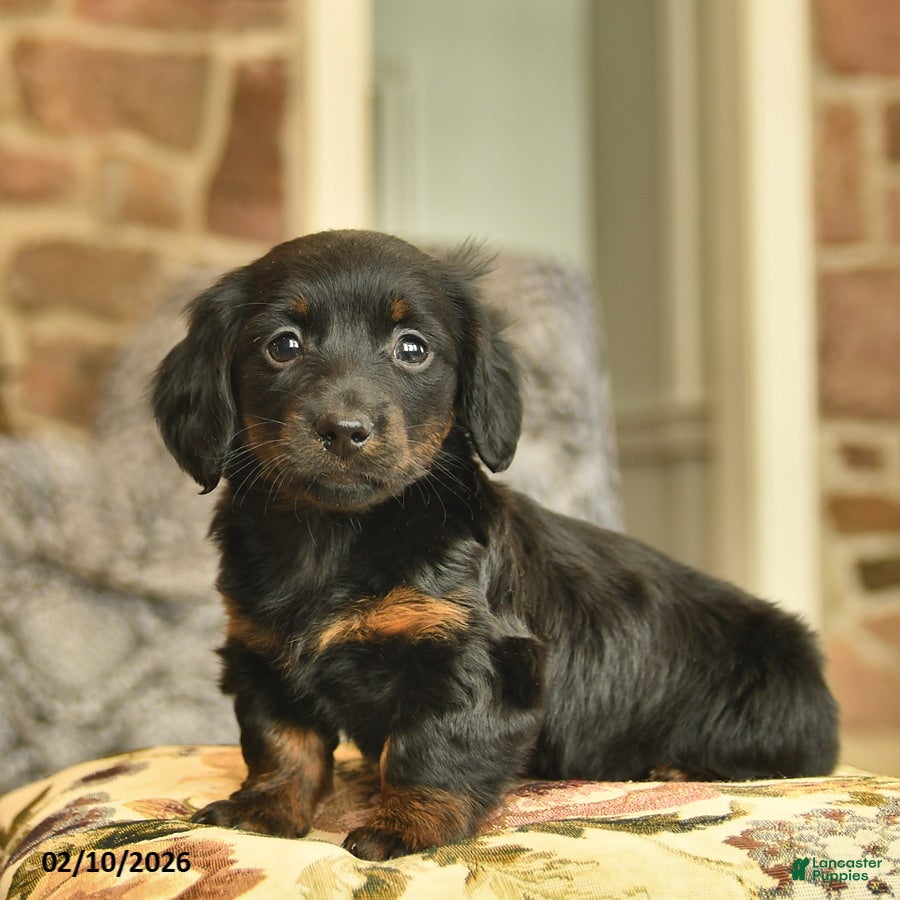Miniature Dachshund dogs Minnie  - Ad 10