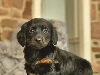 Miniature Dachshund dogs Minnie - Ad 10