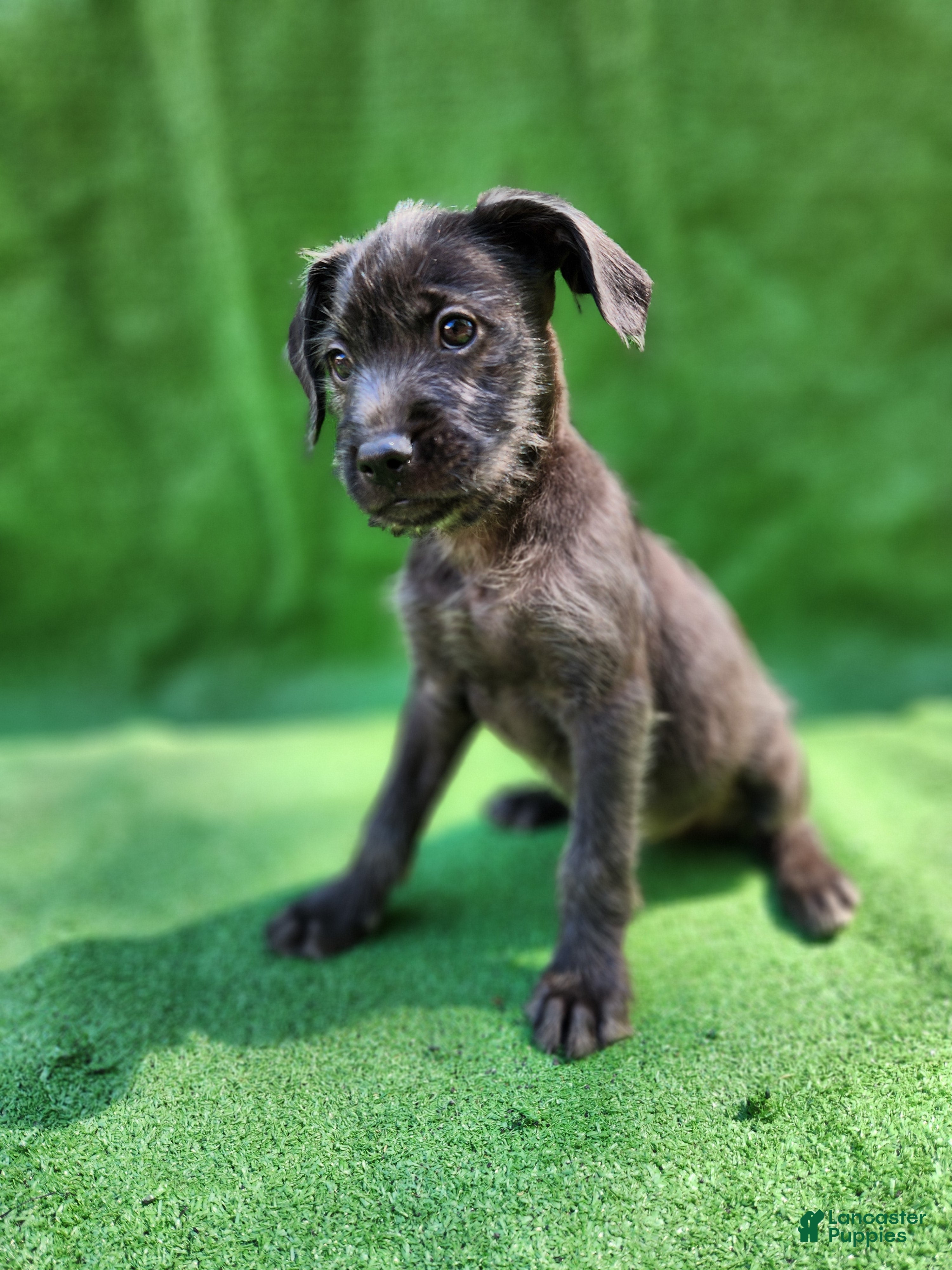 Mixed Breed dogs Blue Steel  - Ad 32