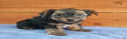 Yorkshire Terrier dogs for sale: Rambo - Ad 3