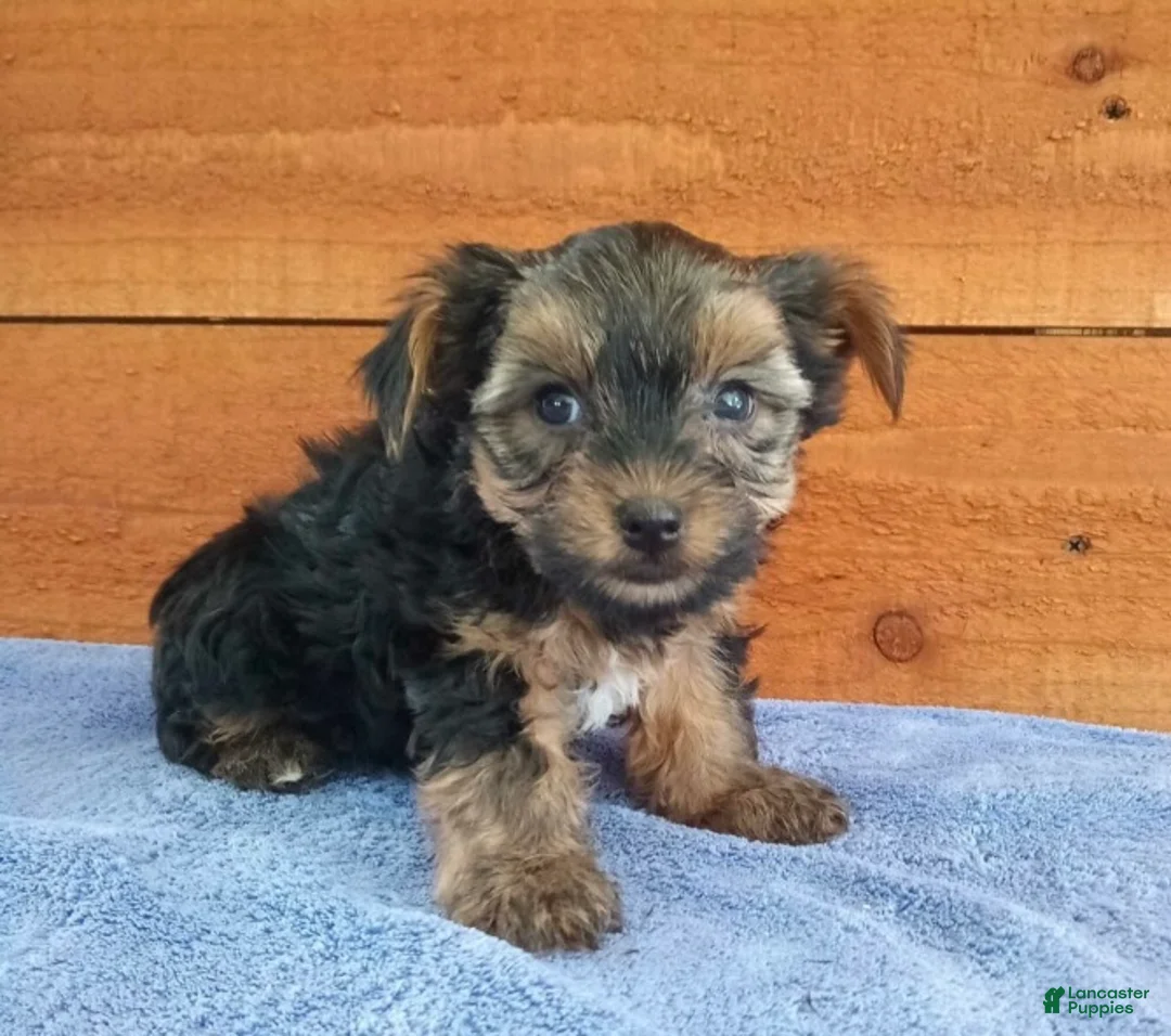 Yorkshire Terrier dogs for sale: Rambo - Ad 3