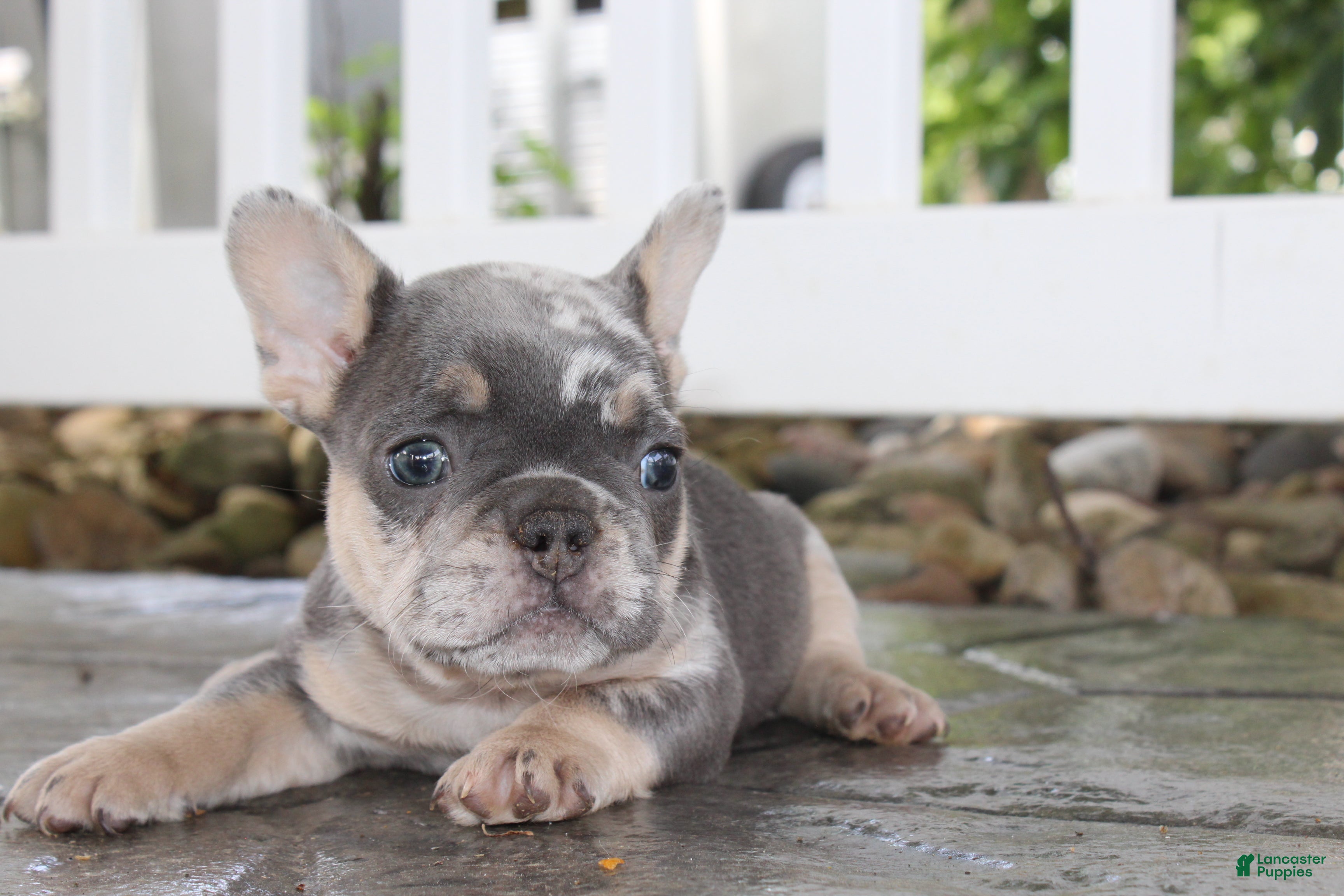 French Bulldog dogs AKC Bella - Ad 2