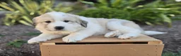 Great Pyrenees dogs for sale: Kate - Ad 8