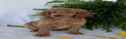 Goldendoodle dogs for sale: Lou - Ad 2