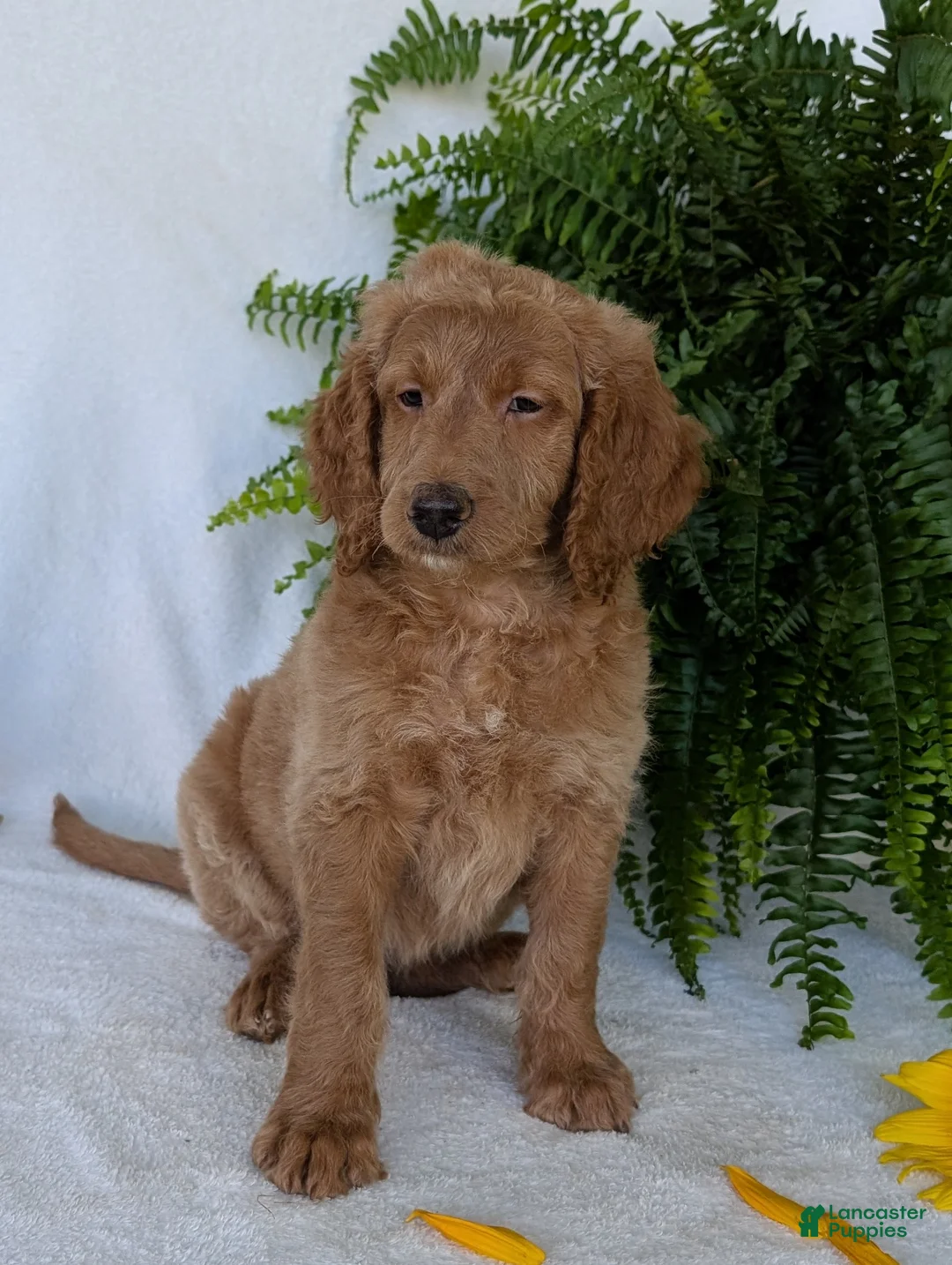 Goldendoodle dogs for sale: Lou - Ad 2