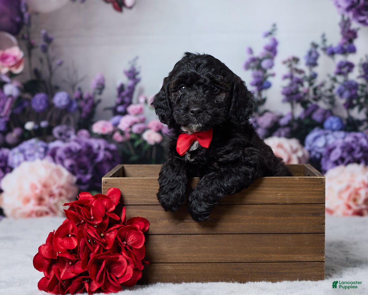 Cavapoo dogs Snickers - Ad 1