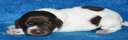 German Shorthaired Pointer dogs for sale: Tenor - Ad 8