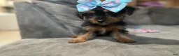 Yorkshire Terrier dogs for sale: Yorkshire Terrier Puppy 2 - Ad 5