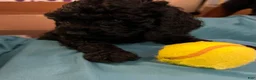 Cockapoo dogs for sale: Zoe - Ad 2
