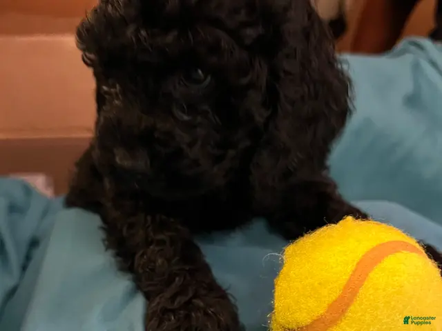 Cockapoo dogs Zoe - Ad 2