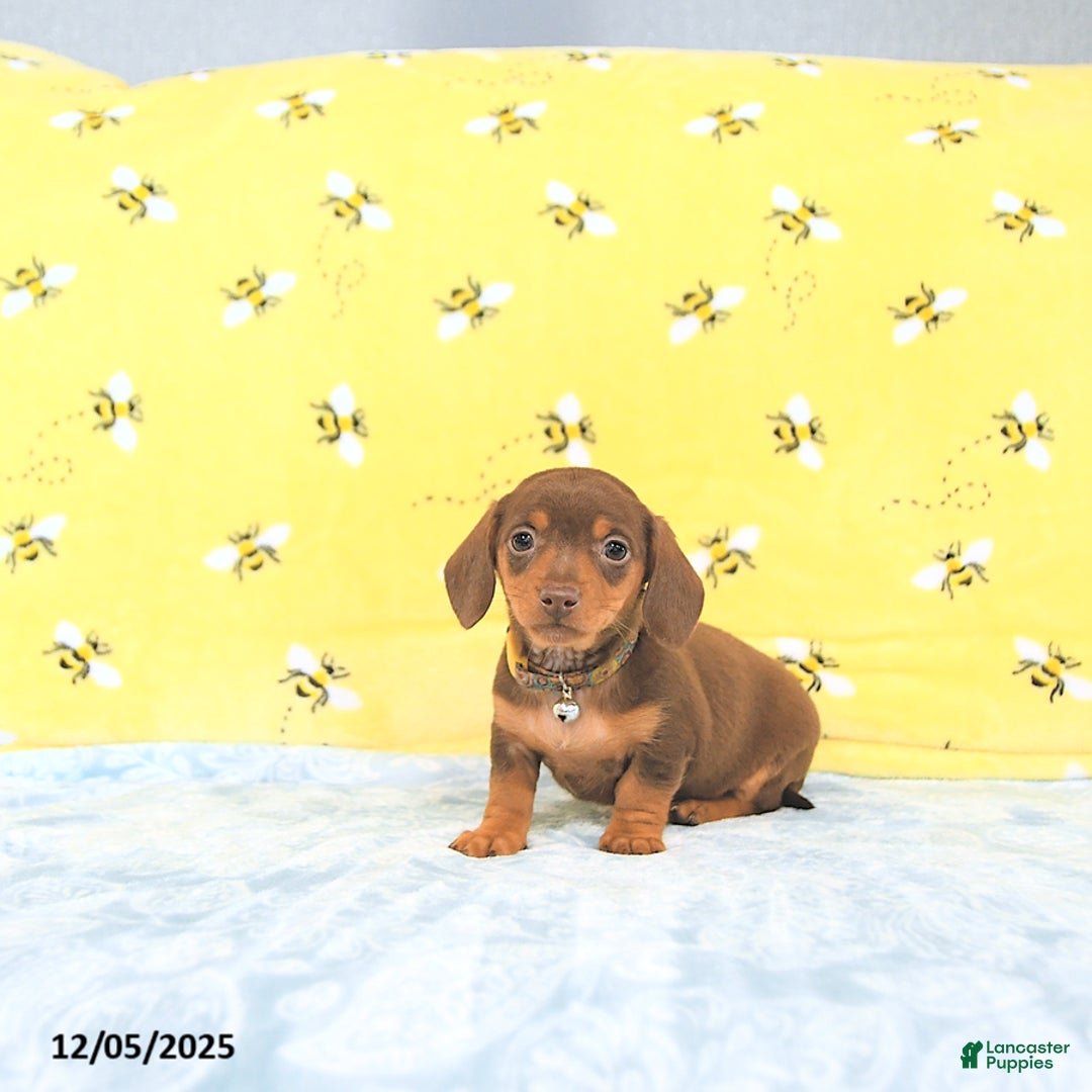 Miniature Dachshund dogs for sale: Penny - Ad 3