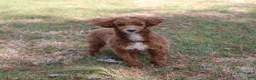 Miniature Poodle dogs for sale: Teddy - House and Crate Trained - Ad 8