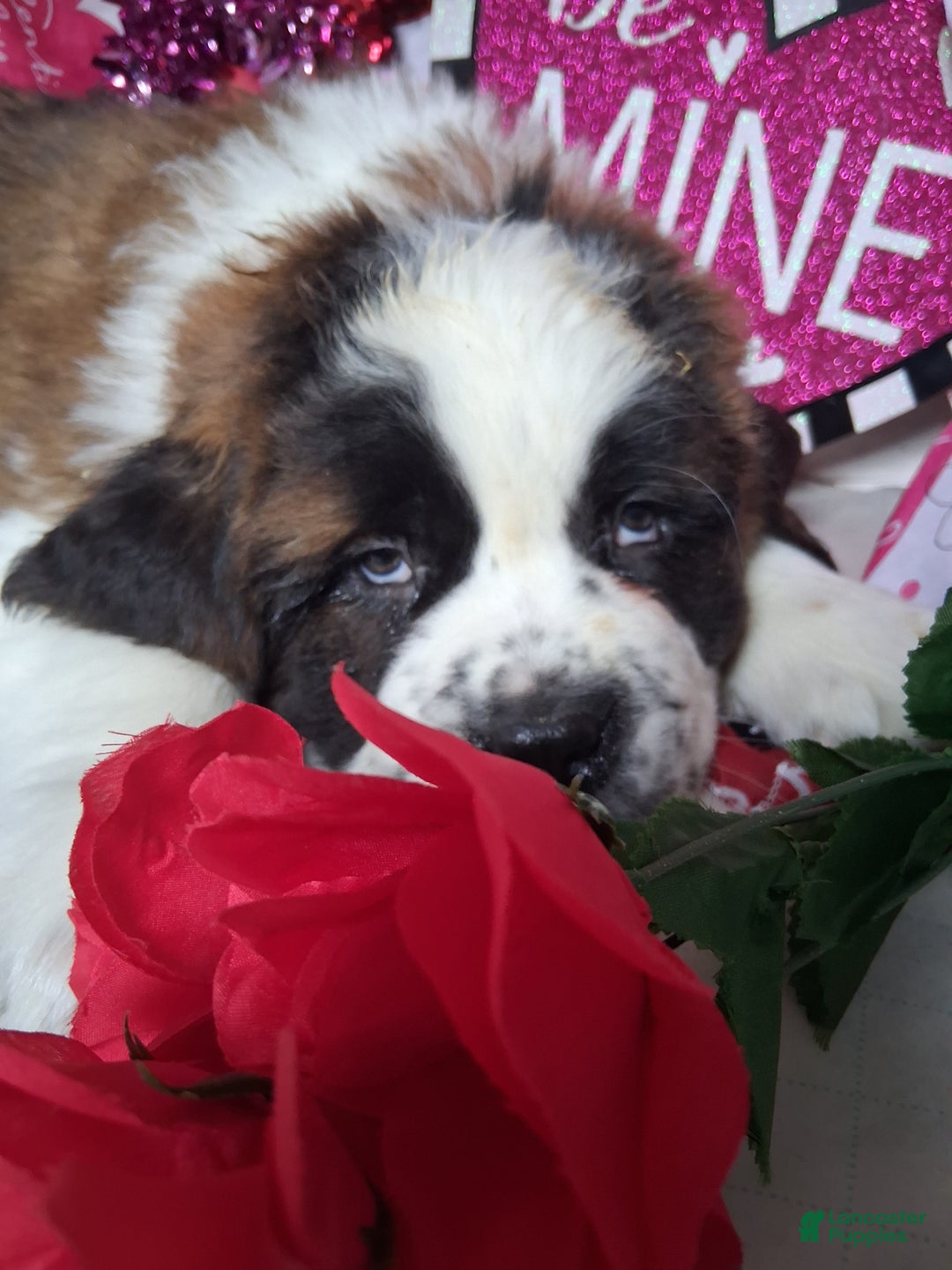 Saint Bernard dogs for sale: Max - Ad 3