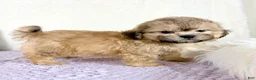 Shihpoo dogs for sale: Aaron - Ad 1