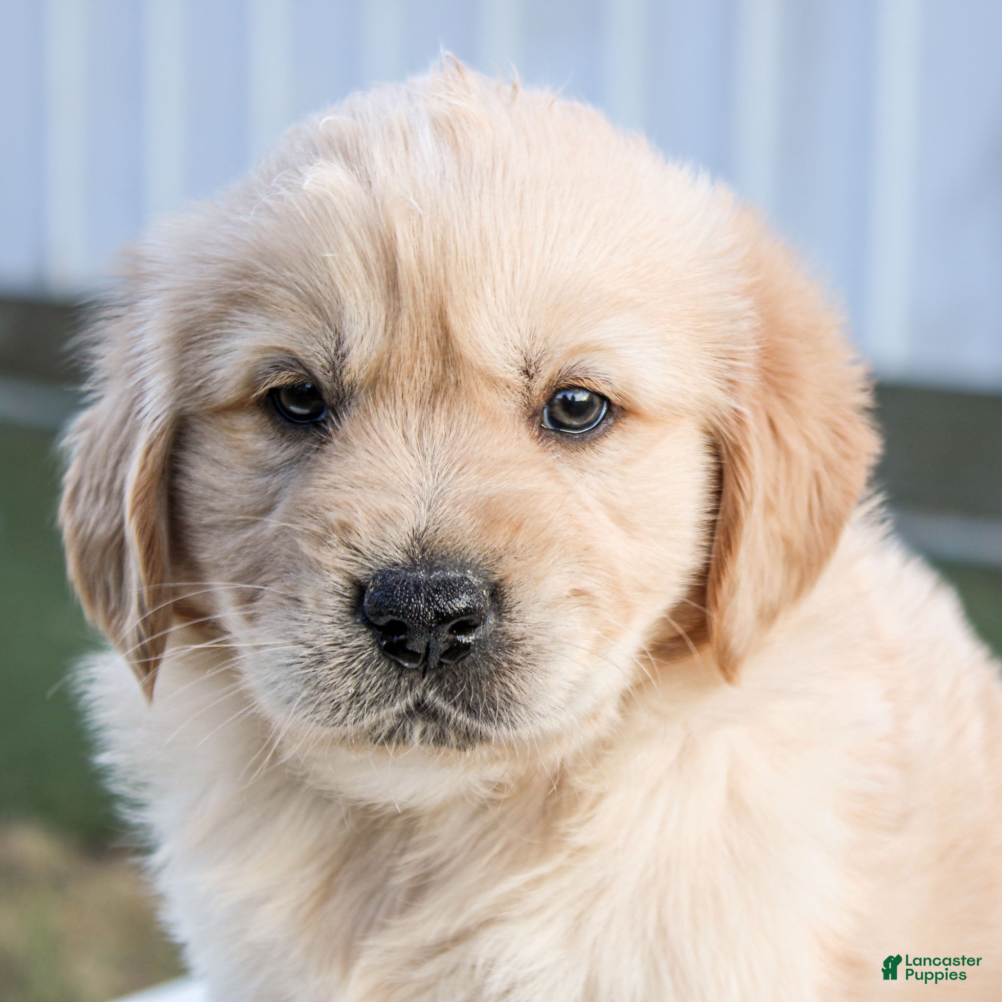 Golden Retriever dogs Bobby the TRAINED Golden Retriever Puppy  - Ad 1