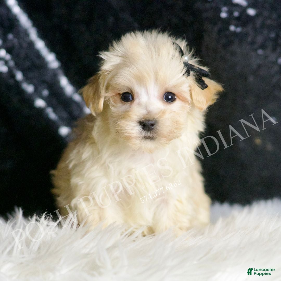 Maltipoo dogs for sale: Butters - Ad 2