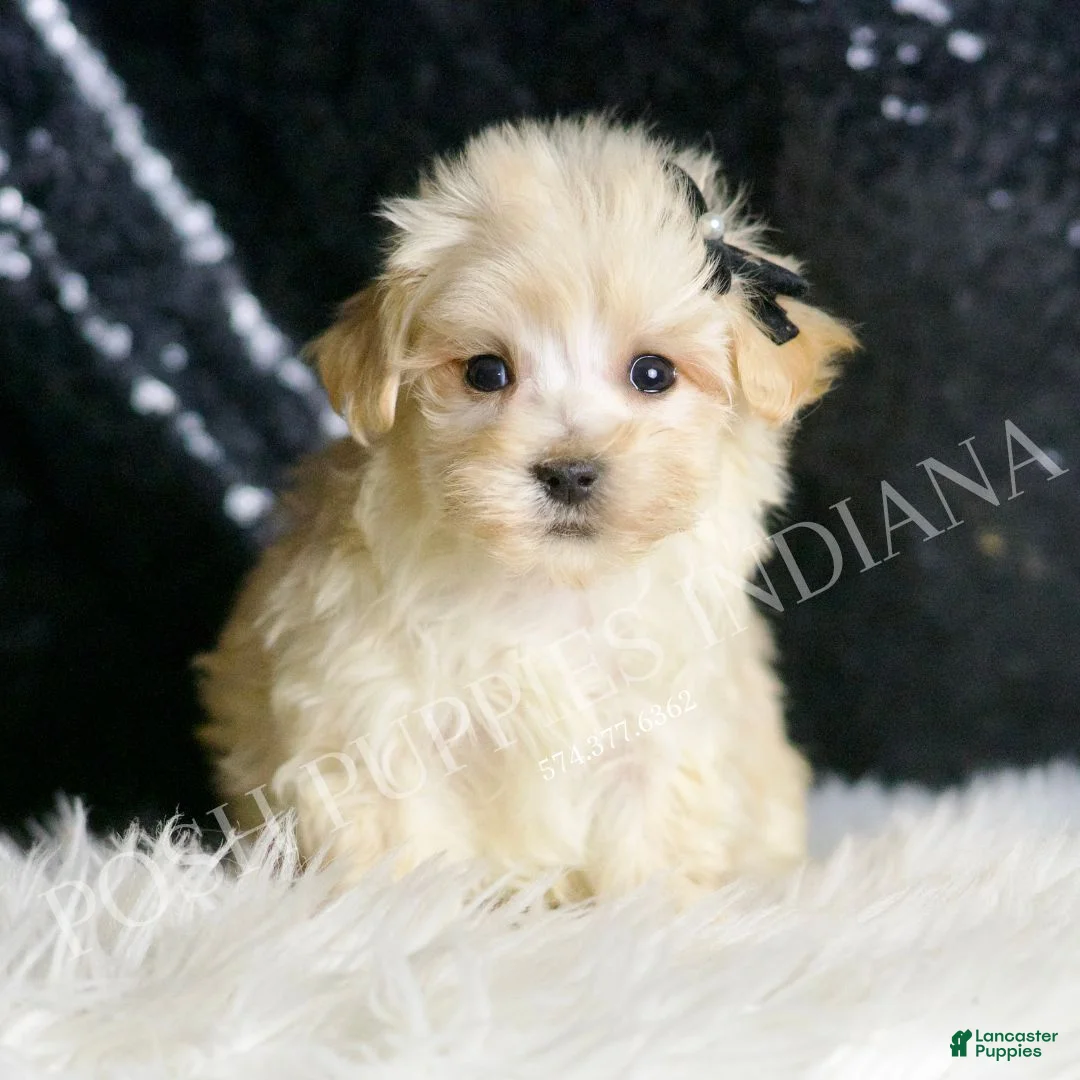 Maltipoo dogs for sale: Butters - Ad 2