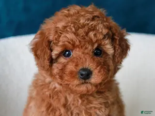 Toy Poodle dogs Tom - Ad 41