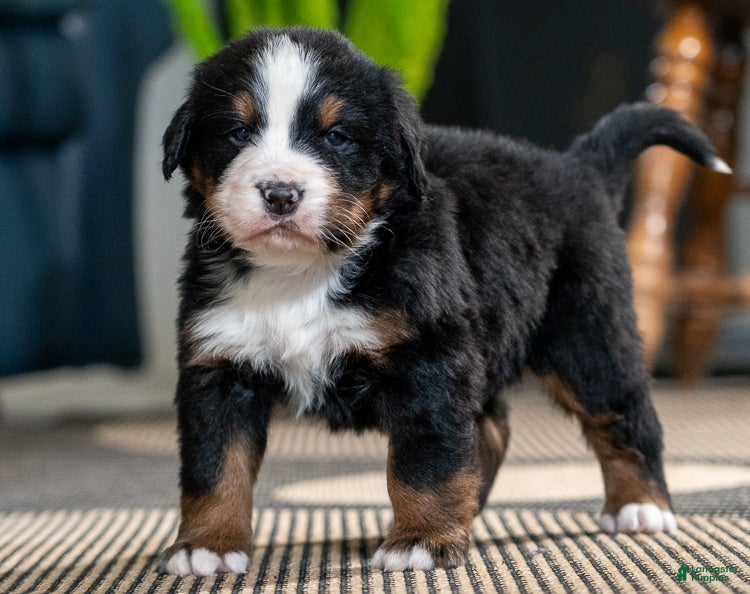Bernese Mountain Dog dogs Louie - Ad 13