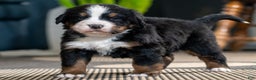 Bernese Mountain Dog dogs for sale: Louie - Ad 1