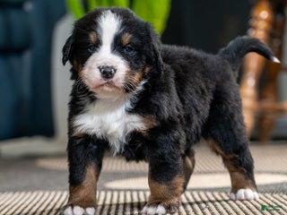 Bernese Mountain Dog dogs Louie - Ad 13