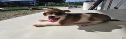 Chihuahua dogs for sale: Princess  - Ad 3