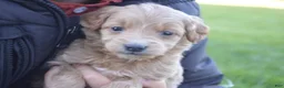 Mini Goldendoodle dogs for sale: Midge - Ad 5