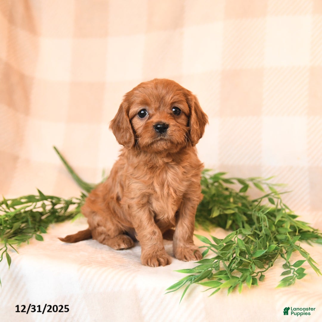 Cavapoo dogs for sale: Carlie - Ad 2