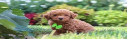 Miniature Poodle dogs for sale: Leo - Ad 4