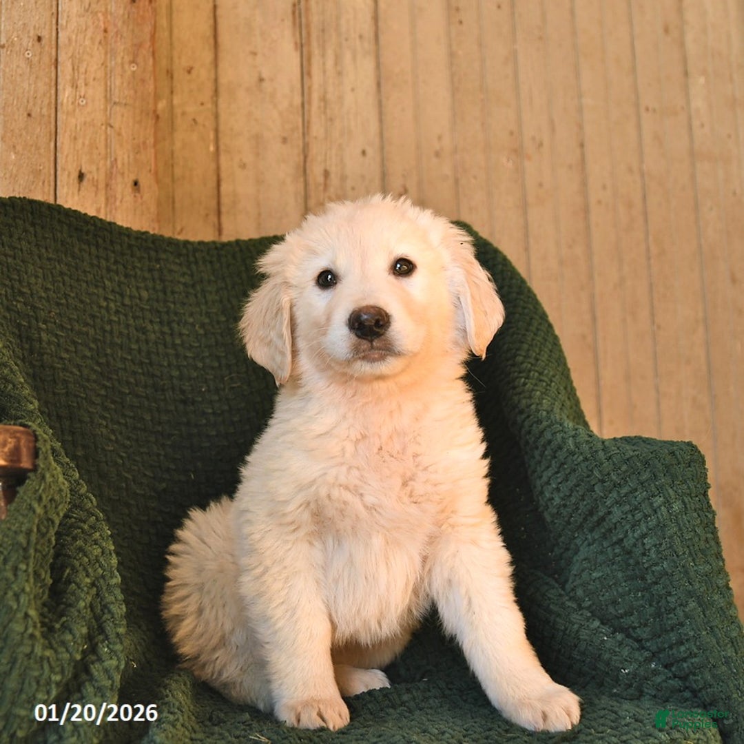 Mixed Breed dogs for sale: Cupid  - Ad 1