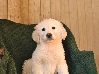 Mixed Breed dogs Cupid - Ad 11