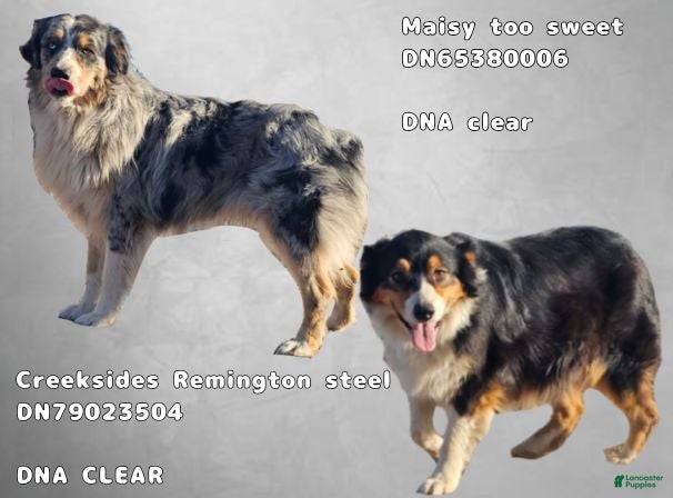 Australian Shepherd dogs Margarine - Ad 2