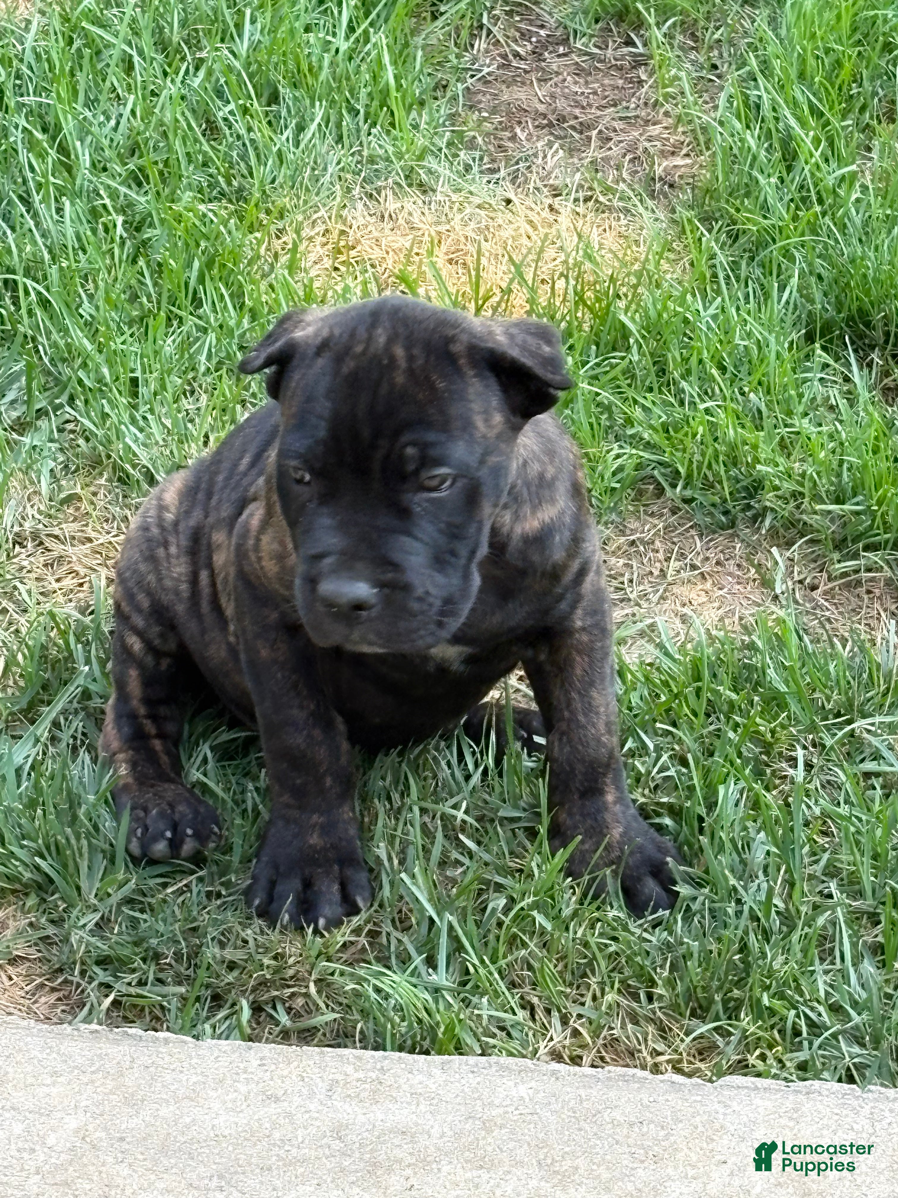Cane Corso dogs Cane Corso 3 - Ad 2