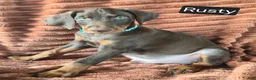 Doberman Pinscher dogs for sale: Rusty - Ad 3