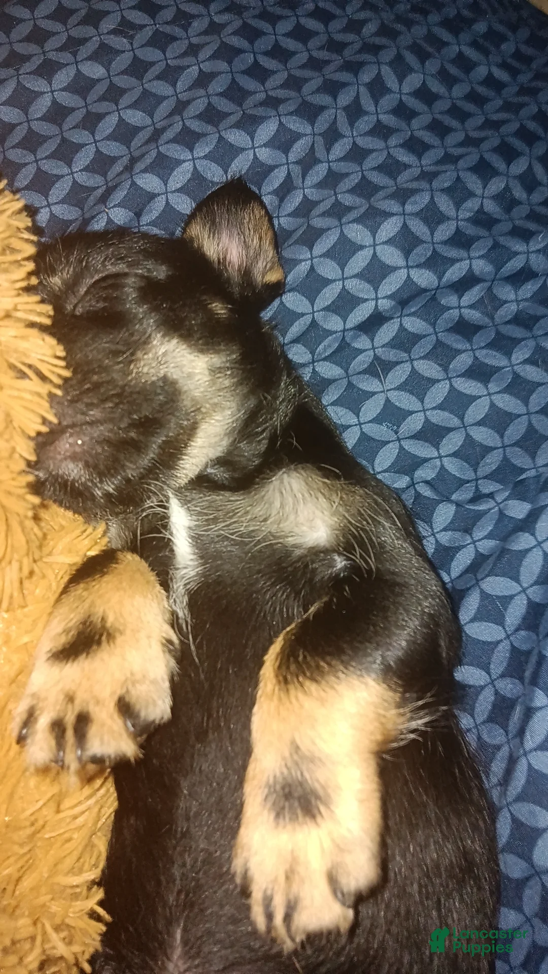 Mixed Breed dogs for sale: Cole  - Ad 1