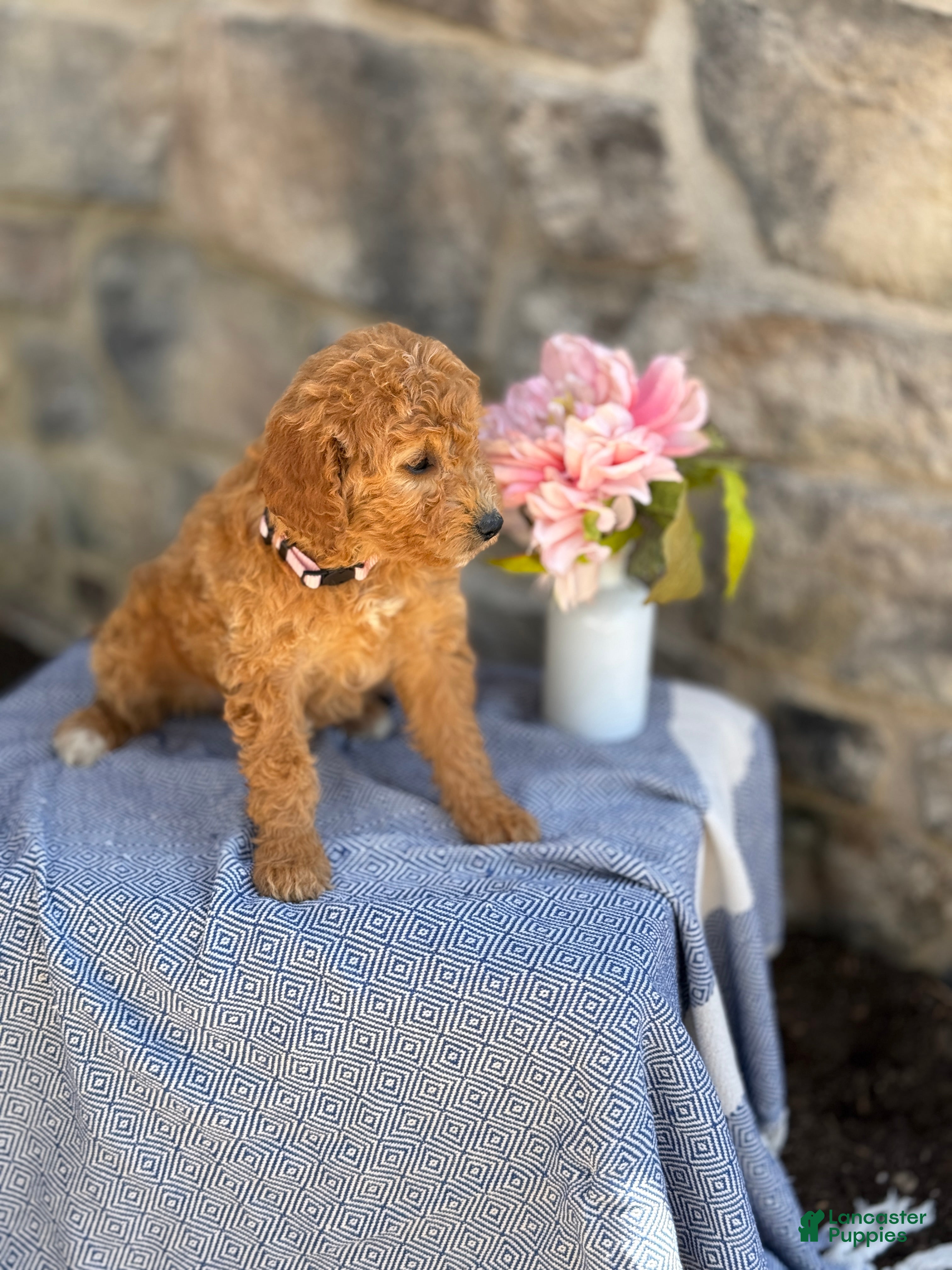 Goldendoodle dogs Margie - Ad 2