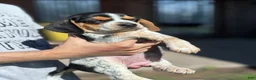 Beagle dogs for sale: Buttercup  - Ad 2