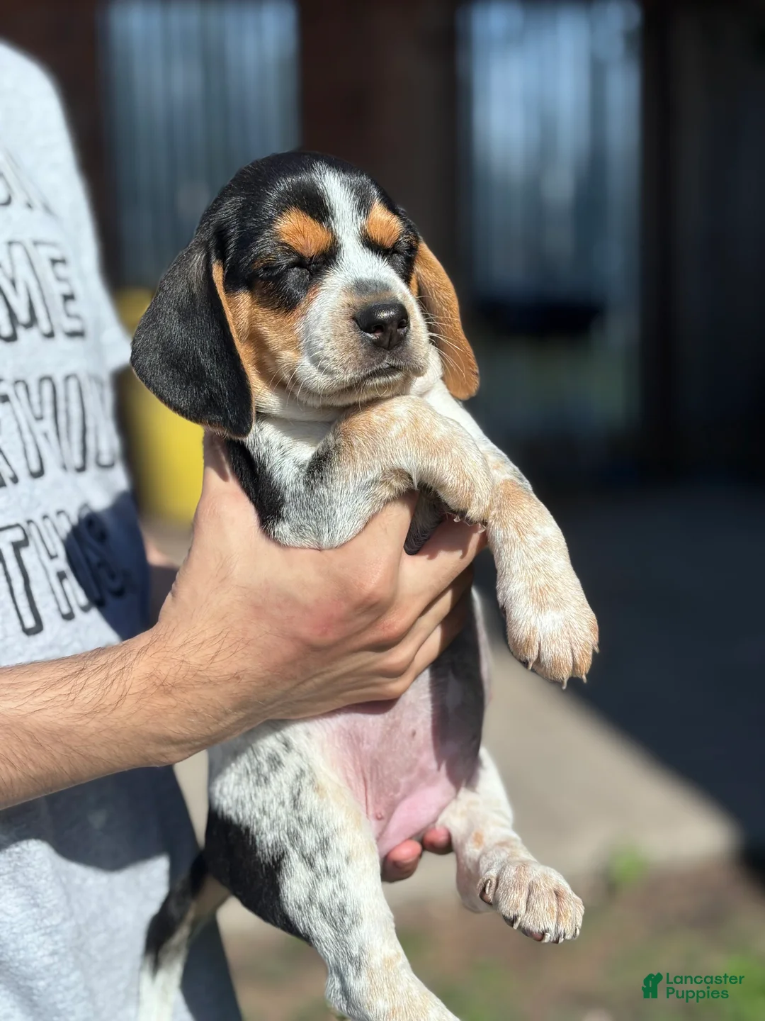Beagle dogs for sale: Buttercup  - Ad 2