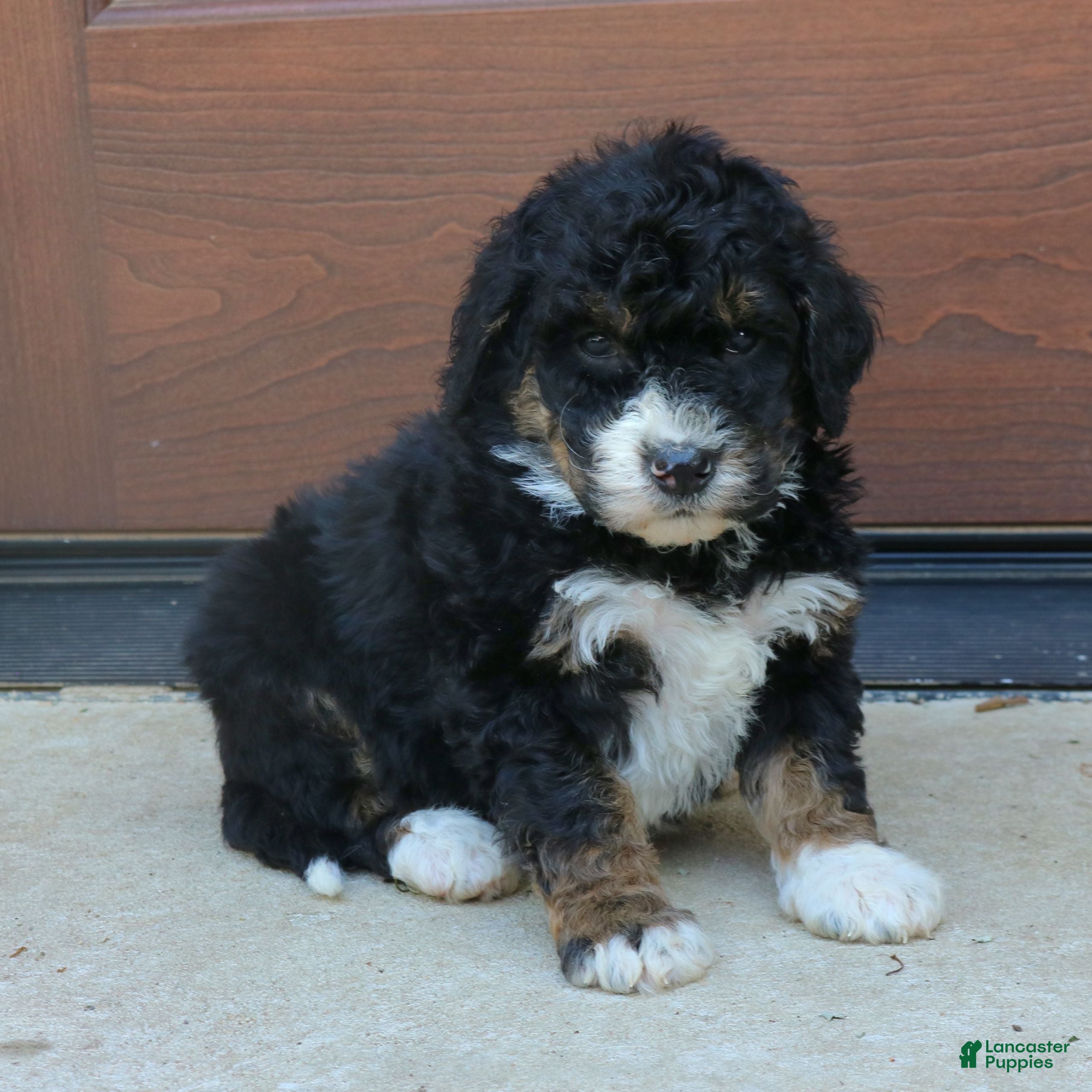 Mini Bernedoodle dogs Gina  - Ad 1