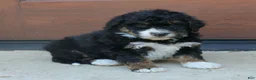 Mini Bernedoodle dogs for sale: Gina  - Ad 1