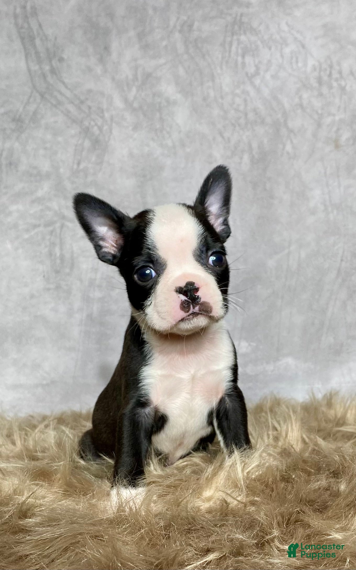 Boston Terrier dogs Charlie  - Ad 22