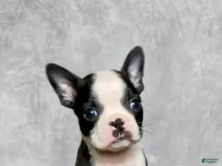 Boston Terrier dogs Charlie - Ad 22