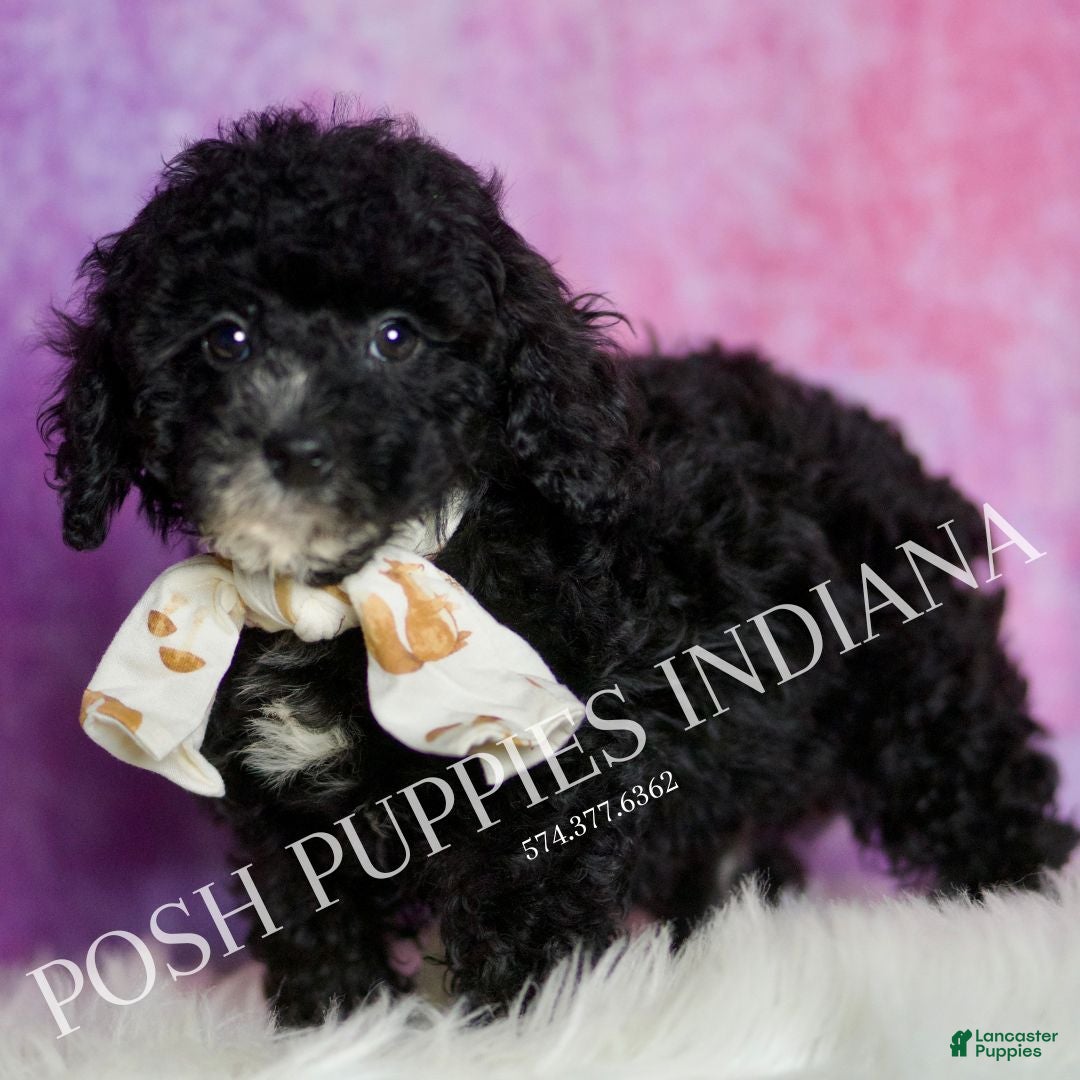 Standard Poodle dogs Leonard - Ad 17