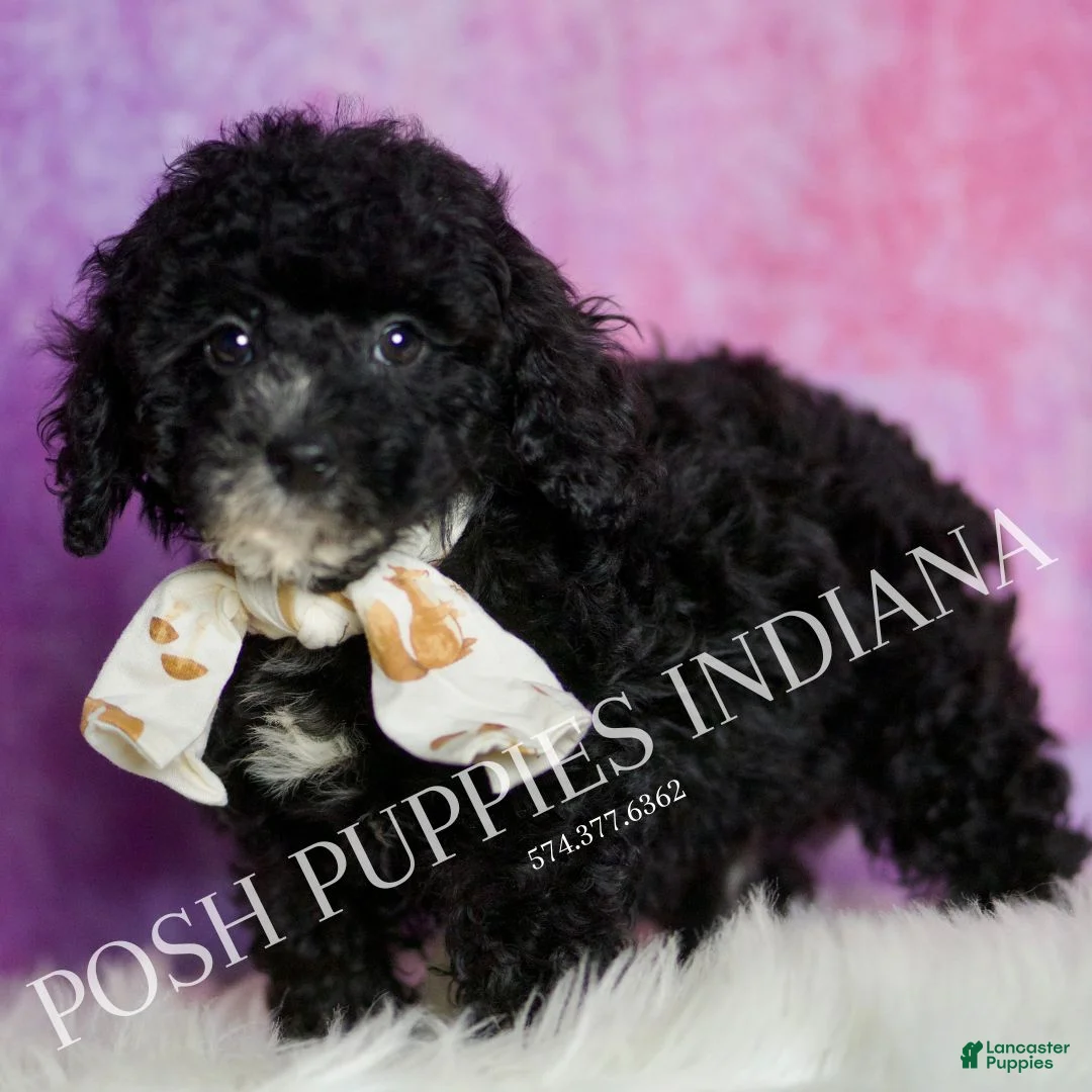 Standard Poodle dogs for sale: Leonard - Ad 1